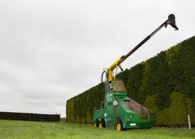 cutting a tall Hedge.