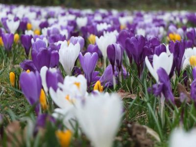 glorious crocus