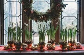  Groups of forced bulbs make a great Christmas display
