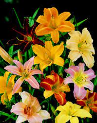  just some of the stunning colours of Hemerocallis
