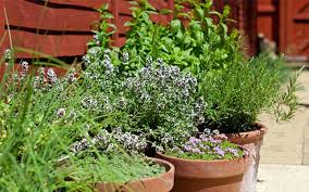 pots of Herbs