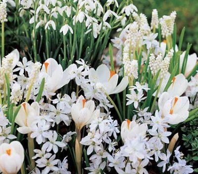 snowdrops and other early flowering bulbs.