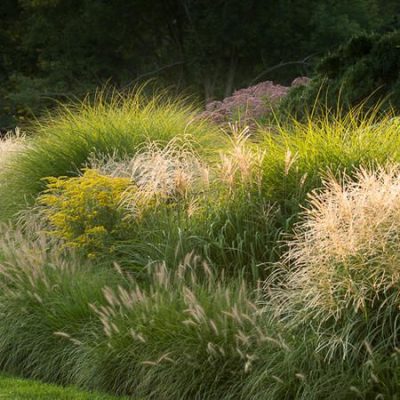  Sweeps of glasses make a dramatic planting.