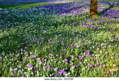 Sweeps of on mass planting of snow drops and crocus.