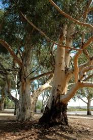  Group of hansom Eucalyptus