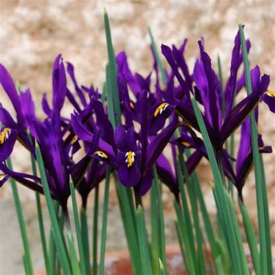 Iris retiuclata groups of varying colours can make a delicate but powerful impacted.