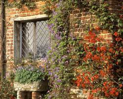  Clematis and Chaenomeles on a wall