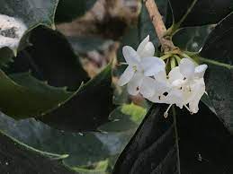  Autumn Osmanthus armatus