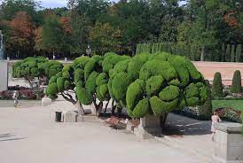  Cloud pruning Topiary on an impressive scale.