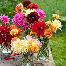 Dazzling Dahlias