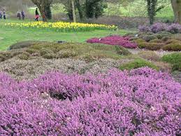  Heathers mixed winter planting