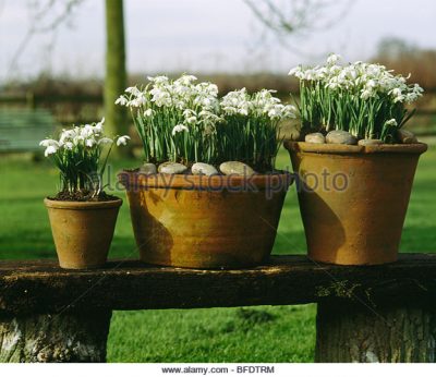 Snowdrops in pots.