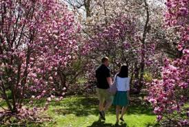  Stunning Magnolias spring is not complete without them!