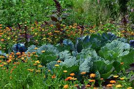  The mixed planting of a Potager garden