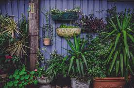  Varigated foliage adds a splash of foliage colour in a display of containers.