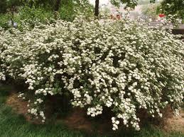  All these beautiful shrubs, add a bold splash of colour to the late spring garden.