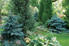  Conifers adding structure to a mixed planting.