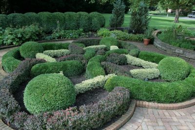  different Evergreen hedges