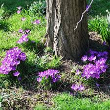  naturalising autumn crocus