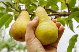  picking pears