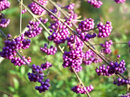 C. bodinieri 'Giraldii'