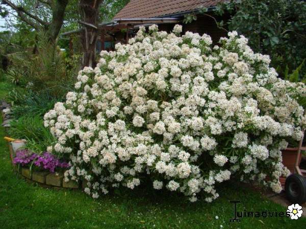 Choisya 'Aztec Pearl'