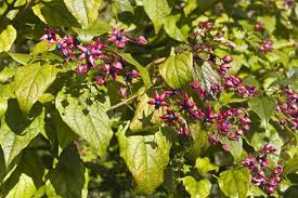 clerodendrum-trichotomum-fargesii