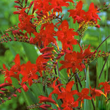 Crocosmia 'Lucifer'