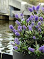 Hebes can cope well with coastal planting.