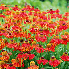 Helenium 'Morerheim Beauty'