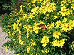 Helianthus 'Lemon Queen'