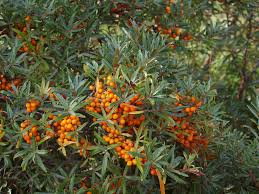 hippophae-rahamnoides