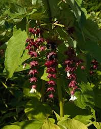 leycesteria-formosa