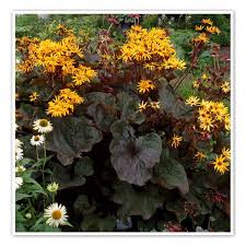 Ligularia 'Britt Marie Crawford'