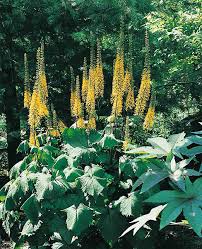 Ligularia 'The Rocket'