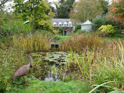 autumn pond maintenance