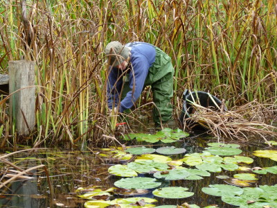 autumn pond maintenance