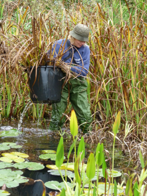 wildlife pond autumn maintenance