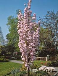 Prunus 'Amanogawa'