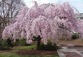 Prunus subhivella 'Pendula 