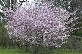 Prunus subhivtella 'Autumnalis'