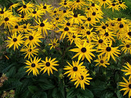 Rudbeckia fulgida var. sullivatii 'Goldstrum'