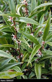 S.hookeriana digyna 'purple stem'
