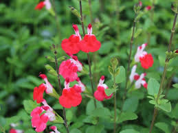 Salvia x jamensis 'Hot Lips'