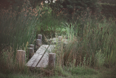 The jetty after a few years of growth, leading out through the pond rushes to the water.