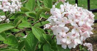 Viburnum carlesii