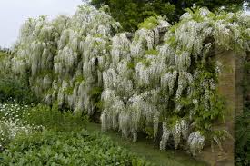 Wisteria floribunda 'Alba'