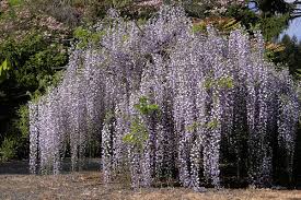 Wisteria floribunda 'Macrobotrys'