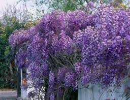 Wisteria sinenensis 'Black Dragon'