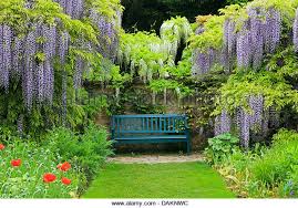 Wonderous Wisteria!